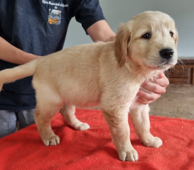 Les chiots de Golden Retriever