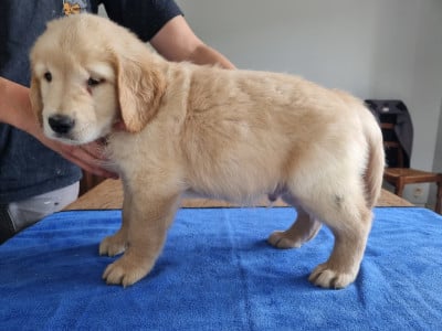 Les chiots de Golden Retriever