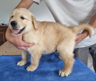 Les chiots de Golden Retriever
