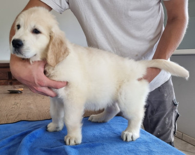 Les chiots de Golden Retriever