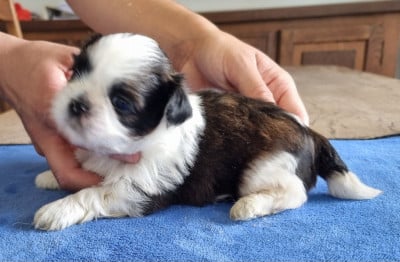 Les chiots de Shih Tzu