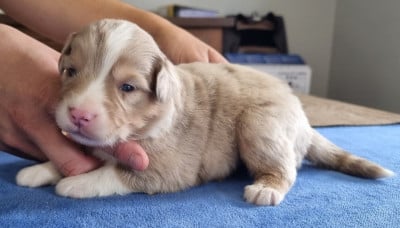 Chiot N°1 - Berger Américain Miniature 