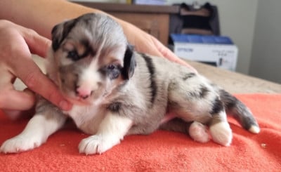 Chiot N°2 - Berger Américain Miniature 