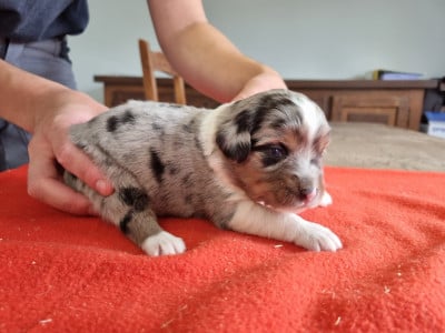 Chiot N°3 - Berger Américain Miniature 