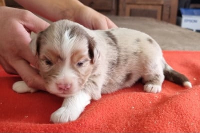 Chiot N°4 - Berger Américain Miniature 