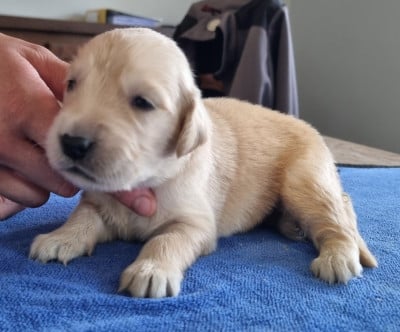 Les chiots de Golden Retriever
