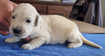 Les chiots de Golden Retriever