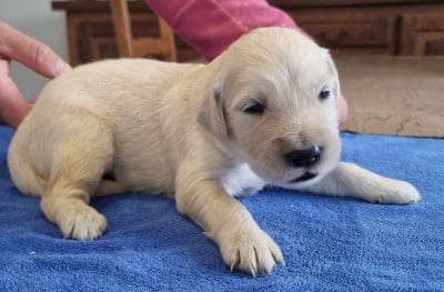 Les chiots de Golden Retriever