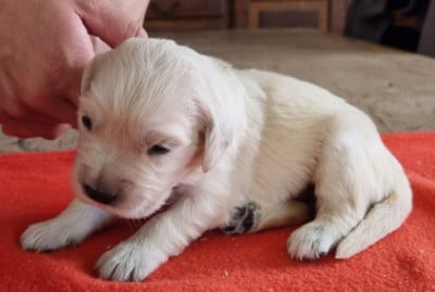 Les chiots de Golden Retriever
