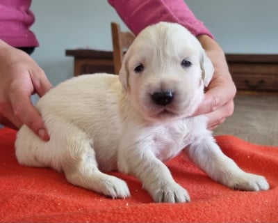 Les chiots de Golden Retriever