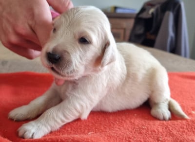 Les chiots de Golden Retriever