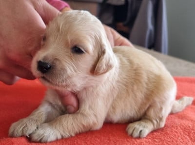 Les chiots de Golden Retriever