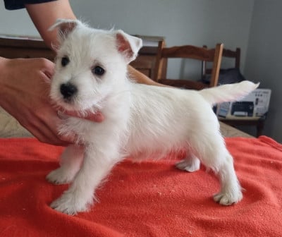 Les chiots de West Highland White Terrier