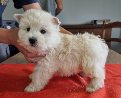 Les chiots de West Highland White Terrier