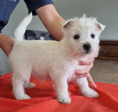 Les chiots de West Highland White Terrier