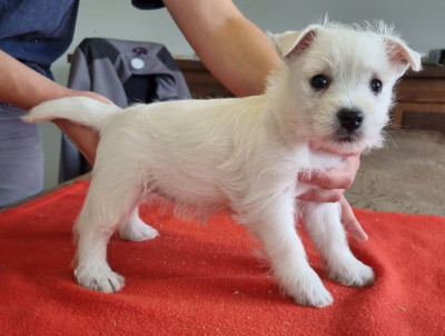 Les chiots de West Highland White Terrier