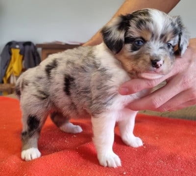 Les chiots de Berger Américain Miniature 