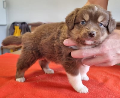 Les chiots de Berger Américain Miniature 