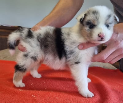 Les chiots de Berger Australien