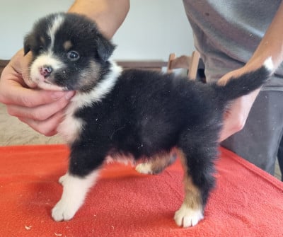 Les chiots de Berger Australien