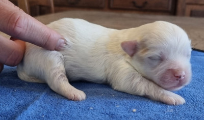 Les chiots de Coton de Tulear