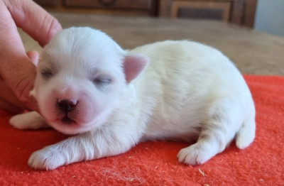 Les chiots de Coton de Tulear