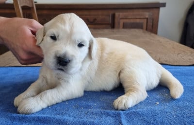 Les chiots de Golden Retriever