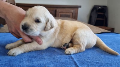 Les chiots de Golden Retriever