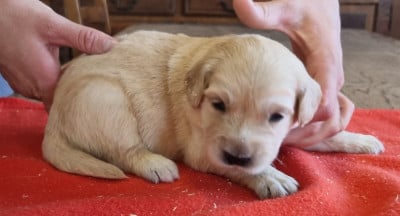 Les chiots de Golden Retriever