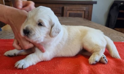 Les chiots de Golden Retriever