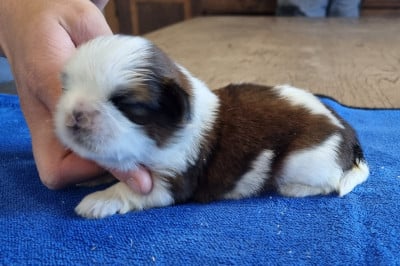 Les chiots de Shih Tzu