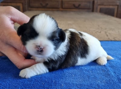 Les chiots de Shih Tzu