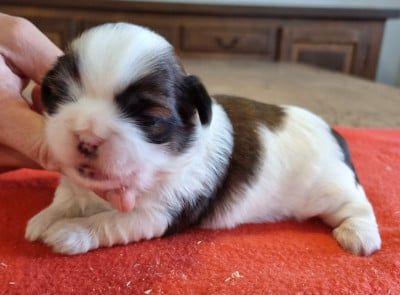 Les chiots de Shih Tzu