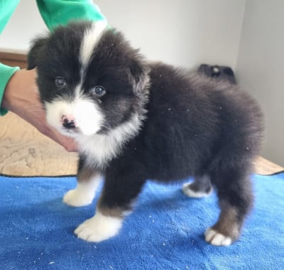 Les chiots de Berger Australien