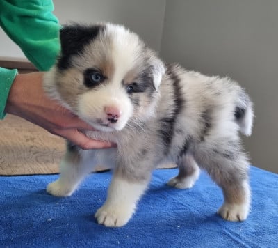 Les chiots de Berger Australien