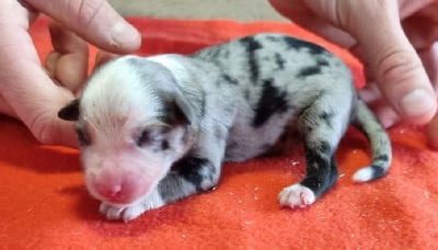Les chiots de Berger Américain Miniature 