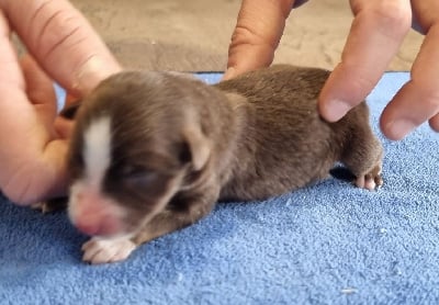 Les chiots de Berger Américain Miniature 