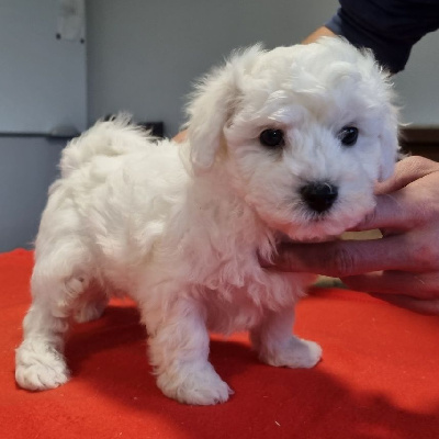 Les chiots de Bichon Frise
