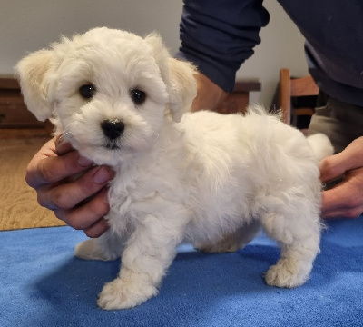 Les chiots de Bichon Frise