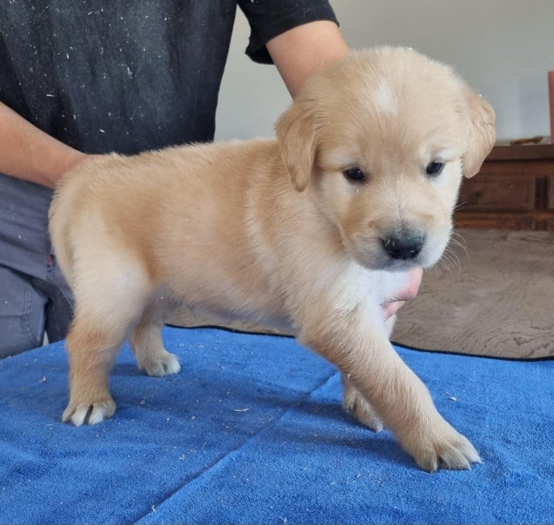 Golden Retriever - des hirondelles du voyage