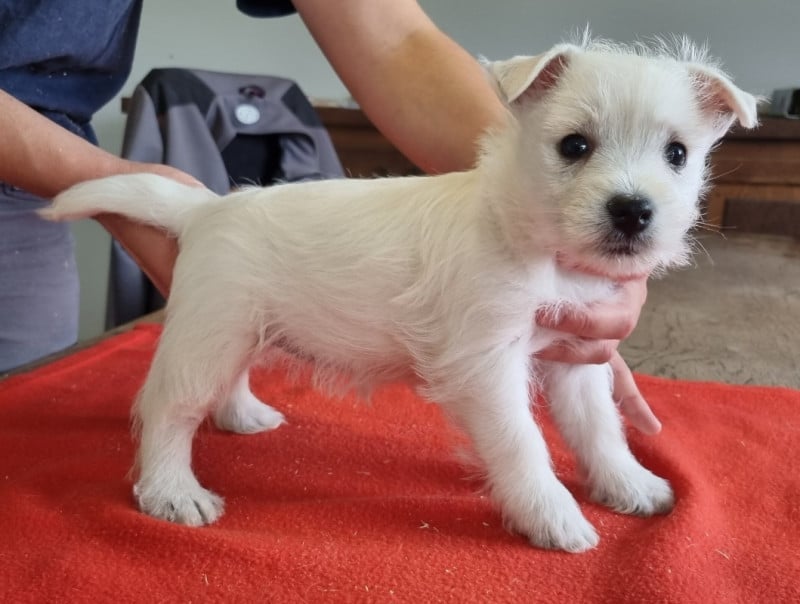 West Highland White Terrier - des hirondelles du voyage