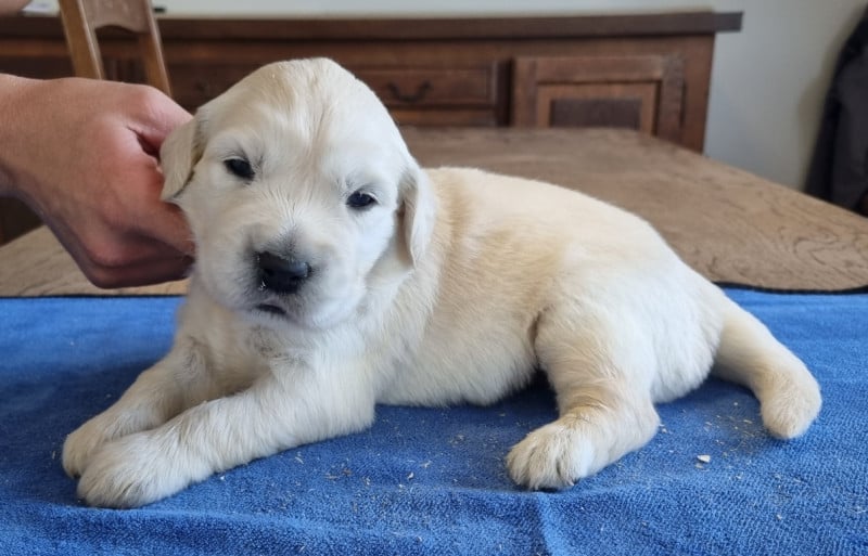 Golden Retriever - des hirondelles du voyage