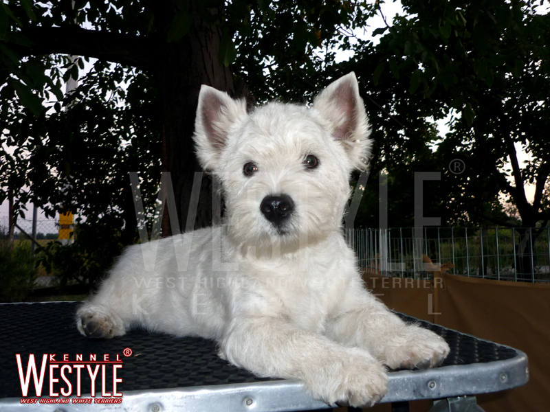 Publication : de la Terre d'Ecosse Auteur : Nagy Rénata