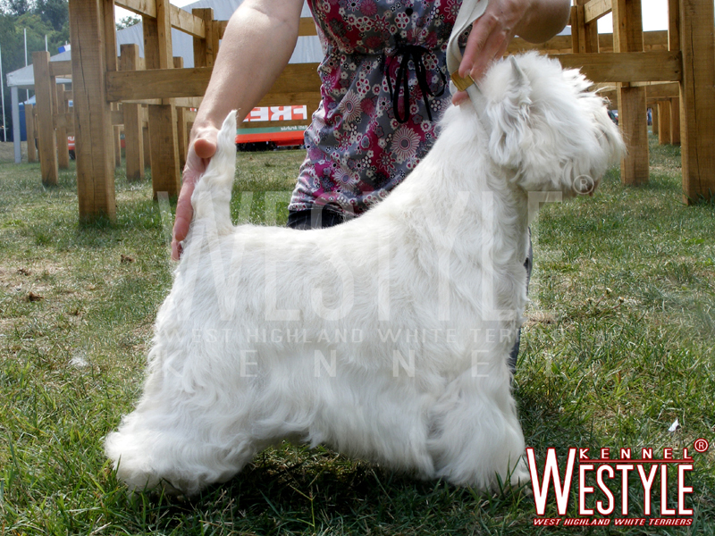 Publication : de la Terre d'Ecosse Auteur : Nagy Rénata