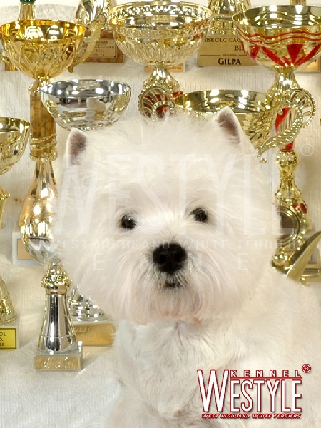 Publication : de la Terre d'Ecosse Auteur : Nagy Rénata