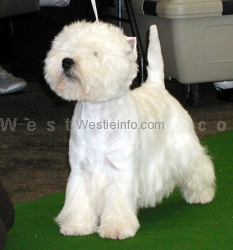 Publication : de la Terre d'Ecosse Auteur : Nagy Rénata