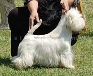 Publication : de la Terre d'Ecosse Auteur : Nagy Rénata