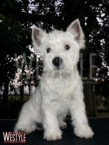 Publication : de la Terre d'Ecosse Auteur : Nagy Rénata