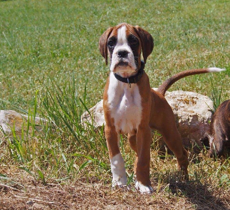 CH. Marquixanes De l'Ecume De Nacre