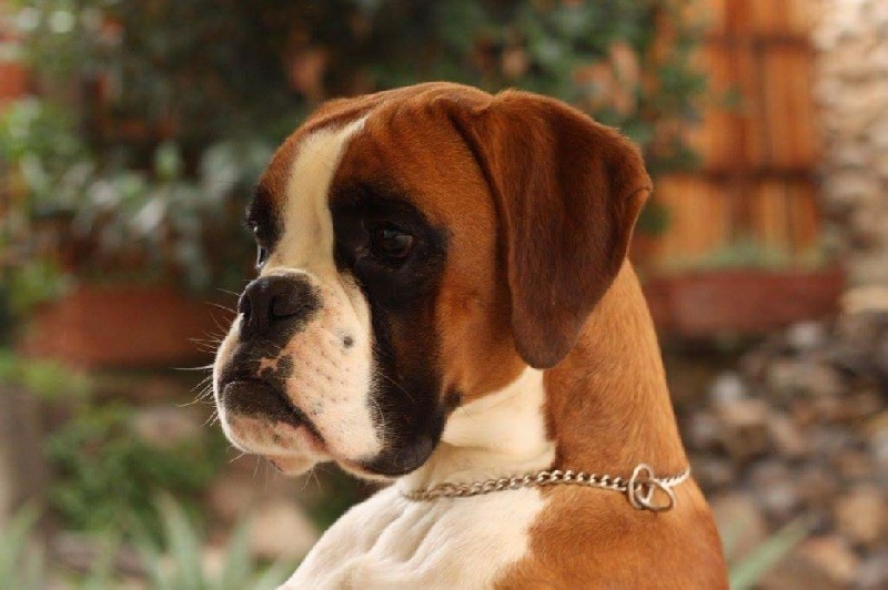 CH. Marquixanes De l'Ecume De Nacre